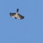 Plain-breasted Hawk